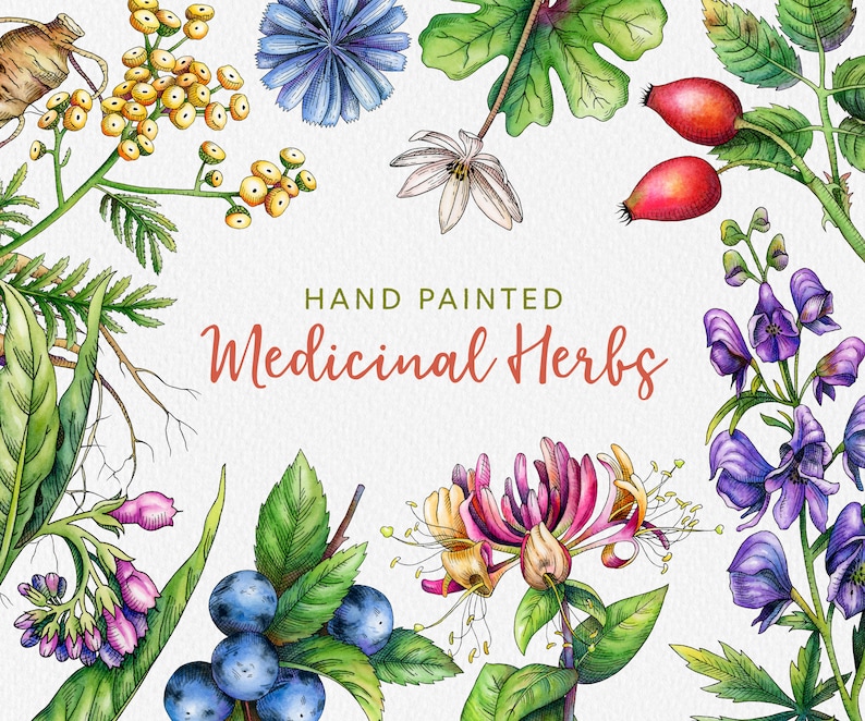 May include: Hand-painted watercolor illustration of various medicinal herbs, including blue chicory, yellow tansy, purple monkshood, red rose hips, and honeysuckle. The illustration is surrounded by a white background with the text "HAND PAINTED Medicinal Herbs".