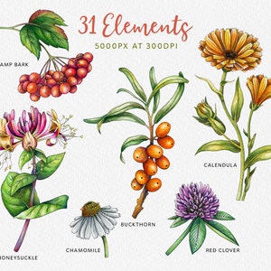 May include: Watercolor illustration of 31 botanical elements, including calendula, chamomile, red clover, honeysuckle, buckthorn, and cramp bark. The illustration is labeled "31 Elements 5000PX AT 300DPI".