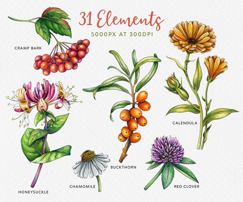 May include: Watercolor illustration of 31 botanical elements, including calendula, chamomile, red clover, honeysuckle, buckthorn, and cramp bark. The illustration is labeled "31 Elements 5000PX AT 300DPI".