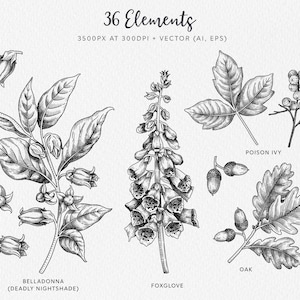 May include: Black and white line art illustrations of various plants, including belladonna, foxglove, poison ivy, and oak. The illustrations are detailed and realistic, with a vintage aesthetic.