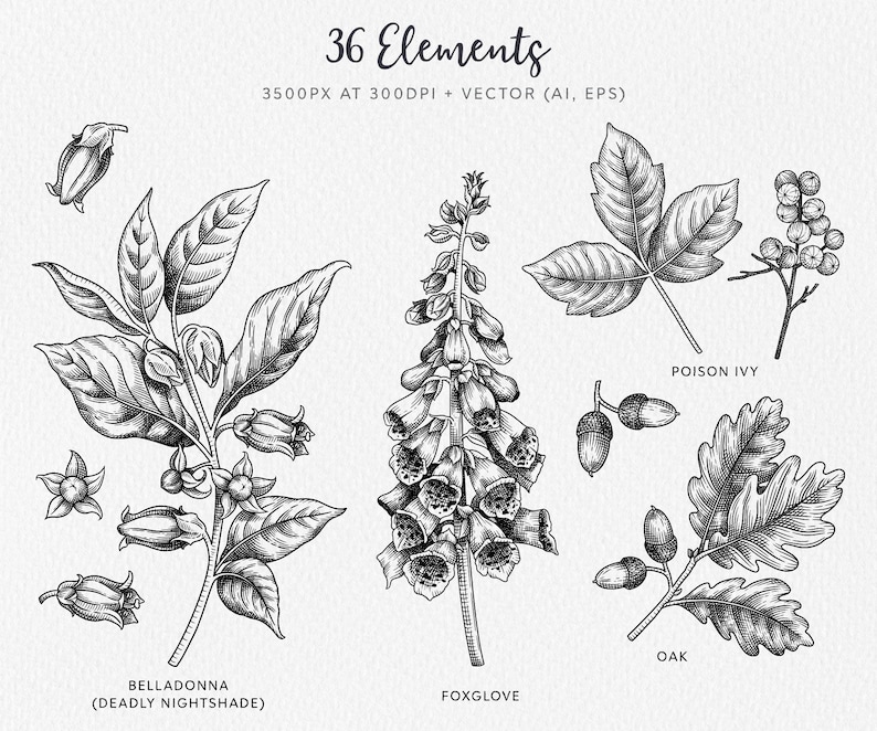 May include: Black and white line art illustrations of various plants, including belladonna, foxglove, poison ivy, and oak. The illustrations are detailed and realistic, with a vintage aesthetic.