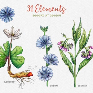 May include: Watercolor illustration of three different plants: bloodroot, chicory, and comfrey. The plants are depicted in detail, with their leaves, flowers, and roots. The illustration is labeled with the names of the plants.