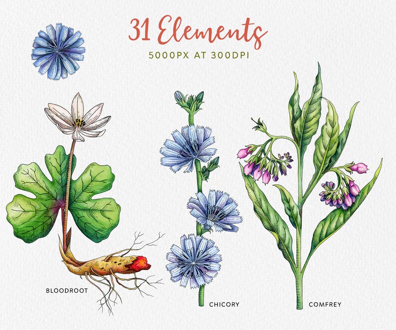 May include: Watercolor illustration of three different plants: bloodroot, chicory, and comfrey. The plants are depicted in detail, with their leaves, flowers, and roots. The illustration is labeled with the names of the plants.