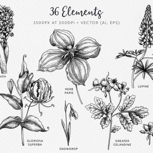 May include: A black and white illustration of 36 different botanical elements, including hyacinth, herb paris, gloriosa superba, snowdrop, greater celandine, and lupine. The illustration is labeled with the names of each plant.
