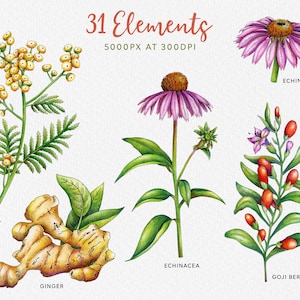 May include: Watercolor illustrations of various herbs and flowers, including tansy, ginger, echinacea, and goji berries. The illustrations are in a botanical style with detailed drawings of the plants and their leaves.