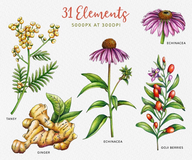 May include: Watercolor illustrations of various herbs and flowers, including tansy, ginger, echinacea, and goji berries. The illustrations are in a botanical style with detailed drawings of the plants and their leaves.
