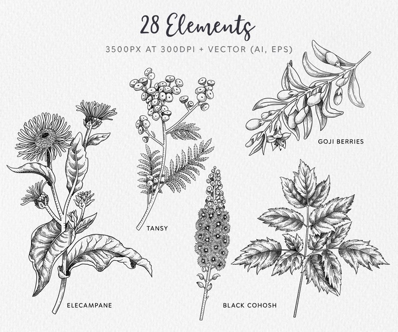 Medicinal Herbs Clipart vol2: Hand Drawn Apothecary Clipart - Etsy