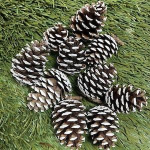 Pine Cones, Christmas Pine Cones, Hanging Pine Cones, Snowy Pine Cones, Ornamental Pine Cones, White Tipped Pine Cones, Winter Pine Cones