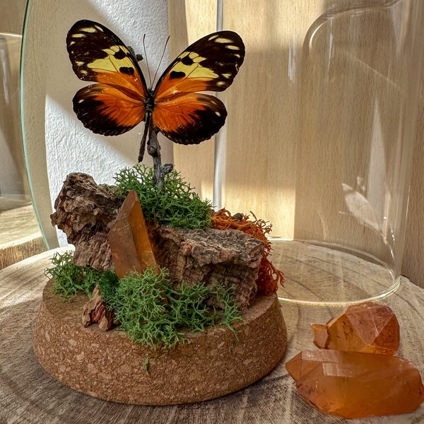 Diorama Papillons - cloche en verre composée de véritable lichen stabilisé, liège, quartz hématoïde et Heliconius ismenius