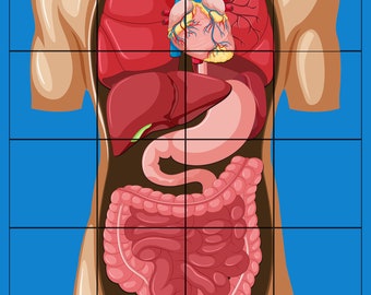 Beebotmat Human body organs