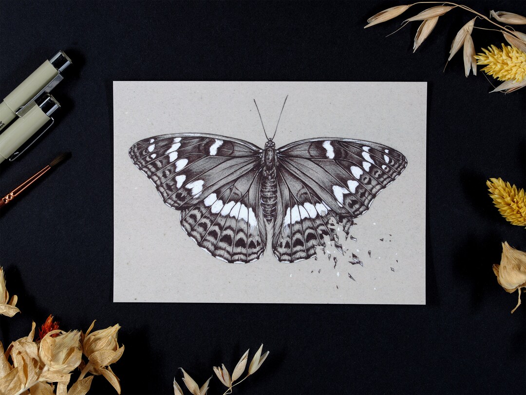 Butterfly Postcard – Insect Illustration – Nature Picture – Botanical ...
