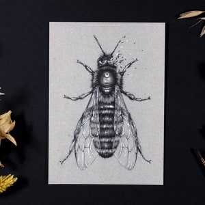 Kunstpostkarte – Insekten Illustration – Bild Biene – Natur Deko – Botanische Zeichnung – Kunstdruck Din A6