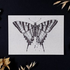 Kunstpostkarte – Insekten Illustration – Natur Bild – Kunstdruck Din A6 – Zeichnung Falter