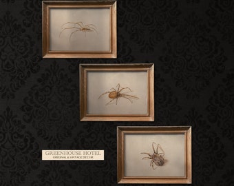 Vintage Spider Art Halloween Decor Antique Drawings PRINTABLE Set of 3 Arachnids 1500s Arachnophobia Decor Spooky Art Vintage Painting Set