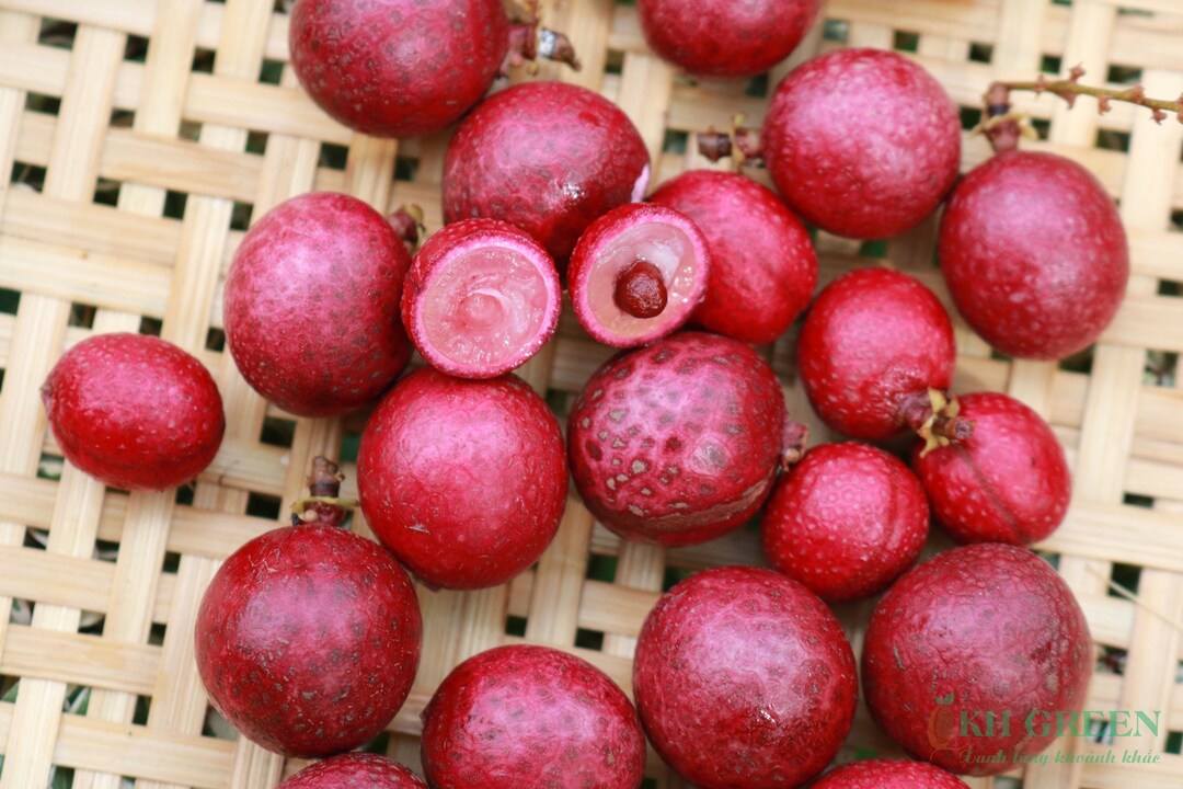 Ruby Red Longan Grafted Tree Shipping With Pot and Free Phyto Etsy