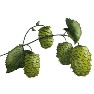 Hops Botanical Watercolor Art Print