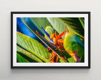Bird of Paradise Photo Print, Brightly Lit Bird of Paradise, Wall Art, Home Decor, Flower Photo, Nature Photography, Tropical Flower