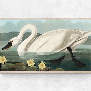 Samsung Frame TV Art, Vintage Animal Illustration, Swan and Waterlily, Animal tv art, Instant Download, Animals, digital tv art,tv wallpaper