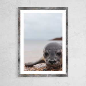 Harbor Seal Pup, Deer Isle Wall Art, Animal Wall Art, Printable Wall Art, iPhone Background, Digital Print, Digital Purchase