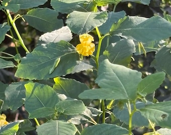Pale Jewelweed Seeds (Impatiens pallida) – Pennsylvania Native Woodland Wildflower (20 Seeds)