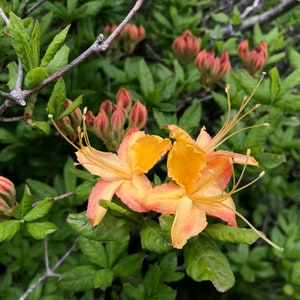 Flame Azalea - Live Plant - #1 Gallon