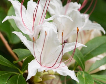 Sweet Azalea - Live Plant - #1 Gallon