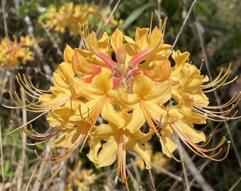 Southern Flame Azalea - Live Plant - #1 Gallon