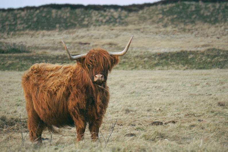 May include: A brown Highland cow with long, shaggy fur stands in a field of dry grass. The cow has large horns and is looking directly at the camera.