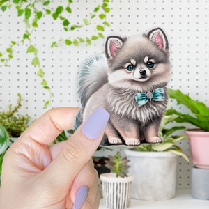 May include: A gray and white fluffy Pomeranian puppy wearing a light blue bow with a silver rhinestone. The puppy is sitting on a white background.