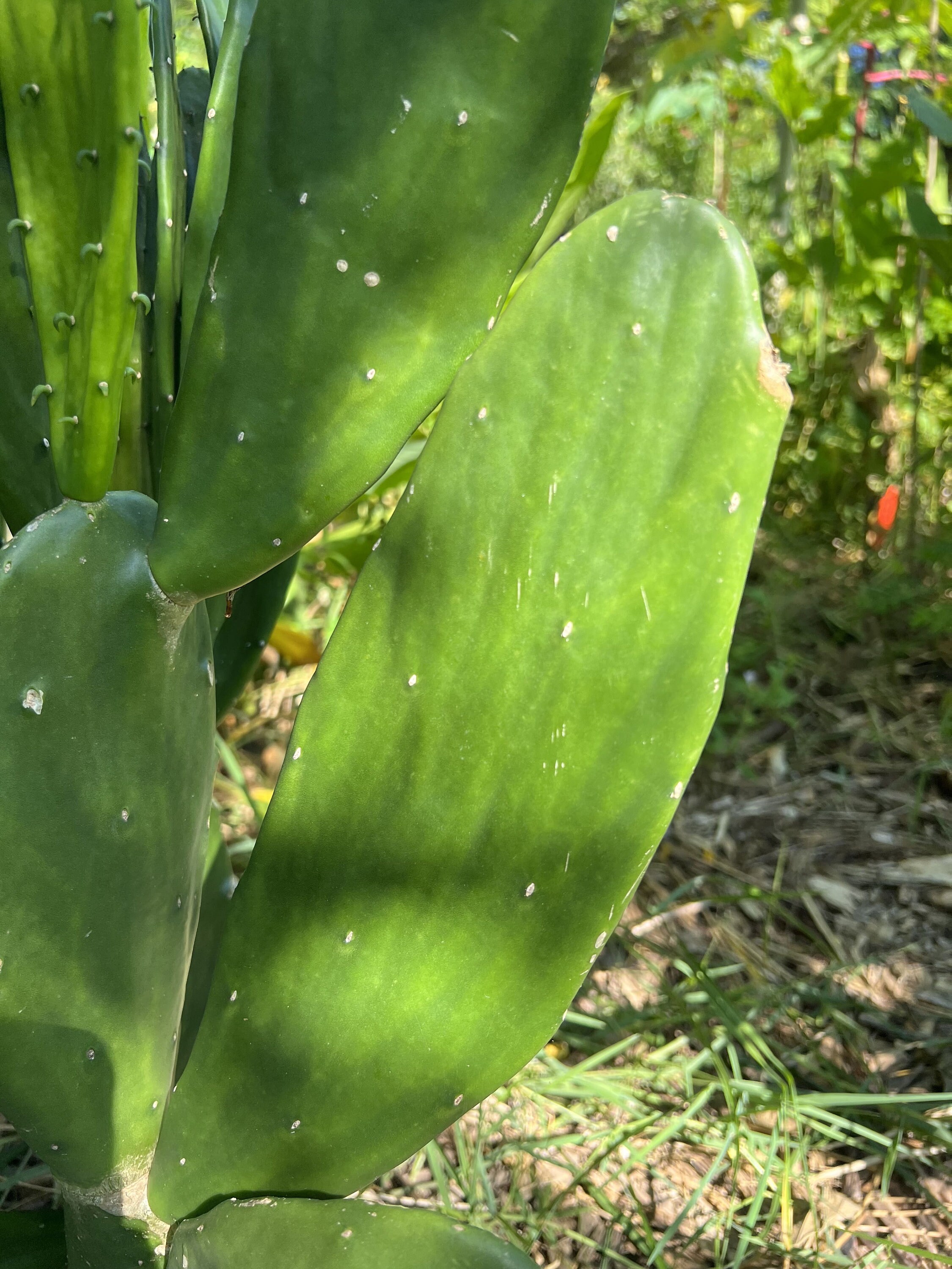 thumbnail image 2 of Fresh Texas Nopales Prickly Pear Cactus – Spineless, Thornless, Edible, Cut Day Of Shipping 2 of 2