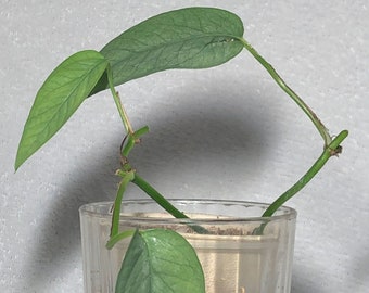 Rooted Epipremnum Pinnatum Cebu Blue Pothos