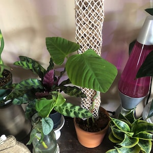 May include: A collection of houseplants in terracotta pots, including a philodendron, a calathea, and a snake plant. The plants are arranged on a wooden surface with a lava lamp in the background.