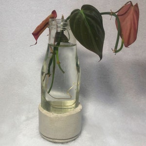 May include: A pink and green houseplant with long stems is growing in a clear glass bottle with a white concrete base.