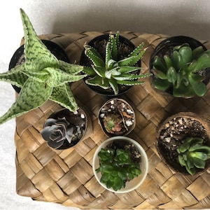 Miniature Succulent Plant Lot: Houseplant Bundle, Plant Lover Gift