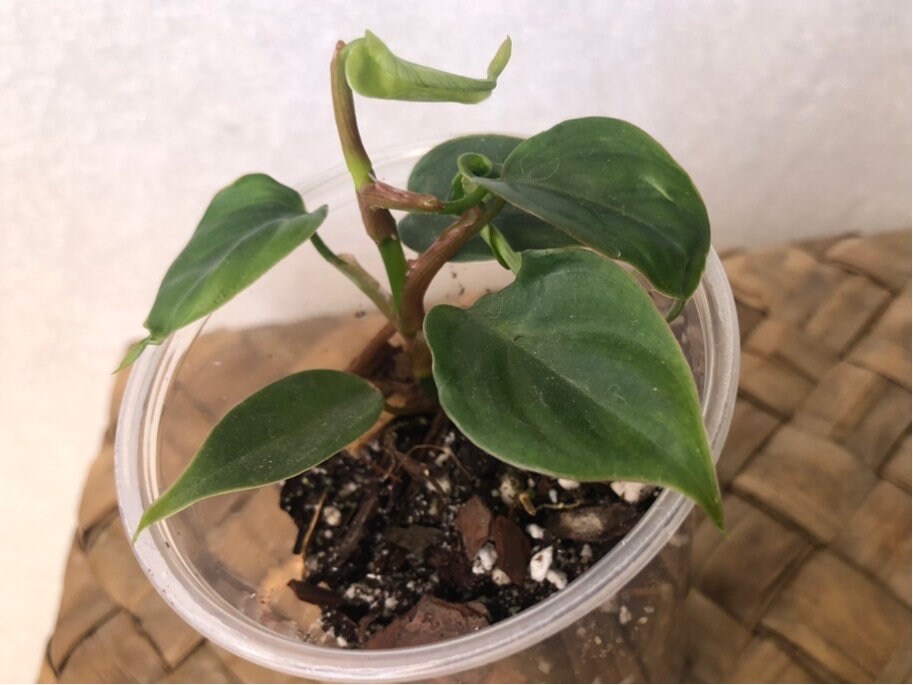 Philodendron Nangaritense Fuzzy Petiole: Live Starter Plant - Etsy India
