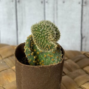 May include: A small green cactus with yellow-orange spots and fuzzy white tips, potted in a brown paper container. The cactus is set against a light wood-grain background, showcasing a natural, earthy aesthetic.