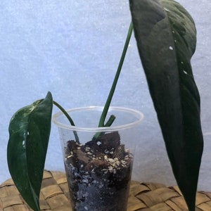 Epipremnum Pinnatum Albo Variegata Rooted Starter Houseplant Variegated Dragon Tail Plant Seedling Cutting Plant Lover Gift image 4