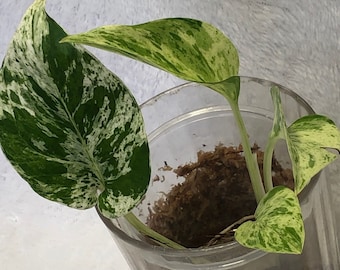 Snow Queen Pothos Epipremnum Aureum Snow Queen Variegated Plant Rooted Cutting