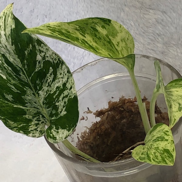 Snow Queen Pothos Epipremnum Aureum Snow Queen Variegated Plant Rooted Cutting