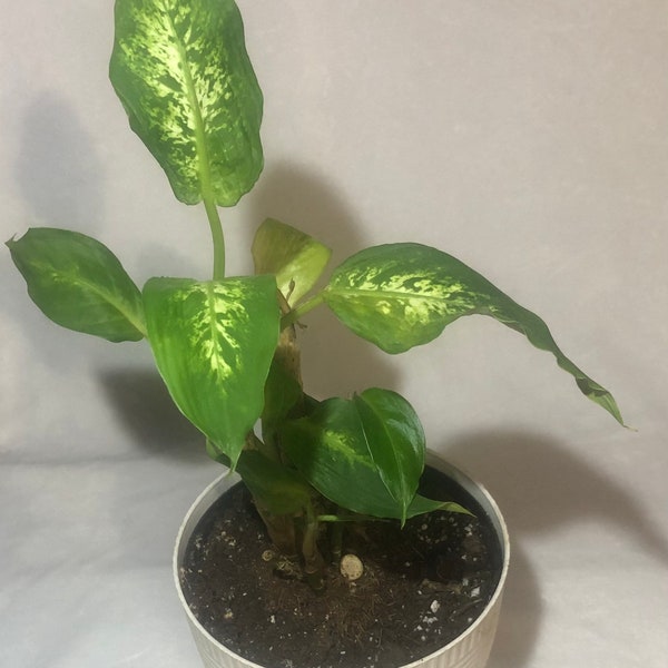 Dieffenbachia Dumb Cane Rooted Plant Cuttings Plant Lover Gift Starter Plant