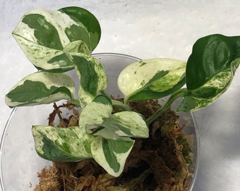 Rooted Pearls & Jade Pothos Epipremnum Aureum Variegated Plant