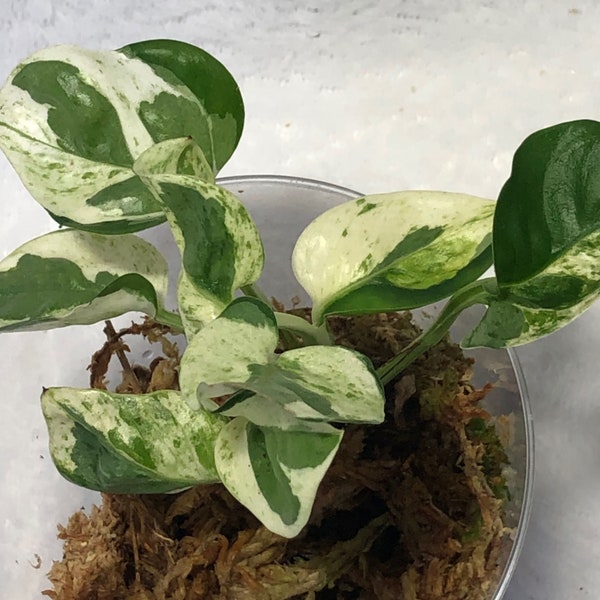 Rooted Pearls & Jade Pothos Epipremnum Aureum Variegated Plant