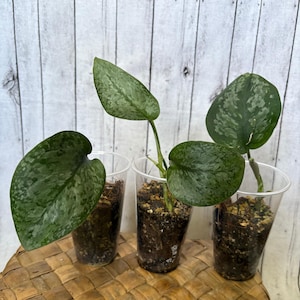 May include: Three Scindapsus pictus plants in clear plastic cups filled with dark potting soil. Each plant features heart-shaped, dark green leaves with silver-grey variegation and speckling patterns, showing distinct foliage textures.