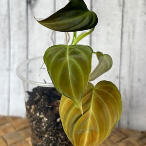 Philodendron Splendid Rare Hybrid Philodendron Houseplant Indoor Live Plant Rooted Cutting Philo Verrucosum X Melenochrysum
