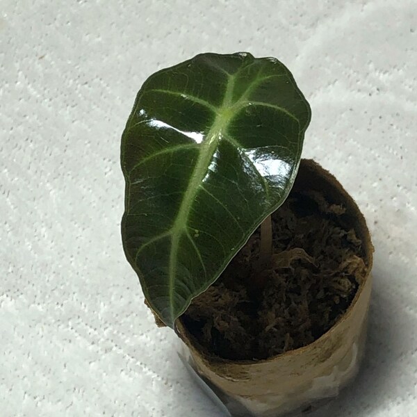 Alocasia Polly Amazonica Starter Plant Gift Plant Lover Gift Rooted Corm Plug Plant Rare Plant