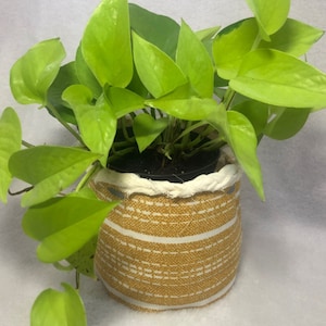 May include: A potted golden pothos plant with bright green leaves in a yellow and white striped fabric planter.
