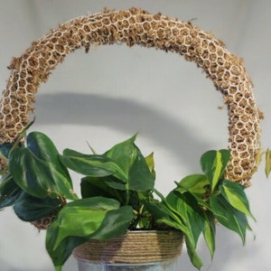 Moss Pole Alternative Circular Moss Pole Different Moss Pole Make Any Shape DIY Moss Pole Kit