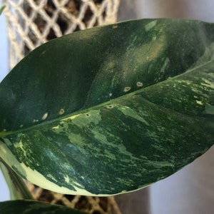 Epipremnum Pinnatum Albo Variegata Rooted Starter Houseplant Variegated Dragon Tail Plant Seedling Cutting Plant Lover Gift image 7