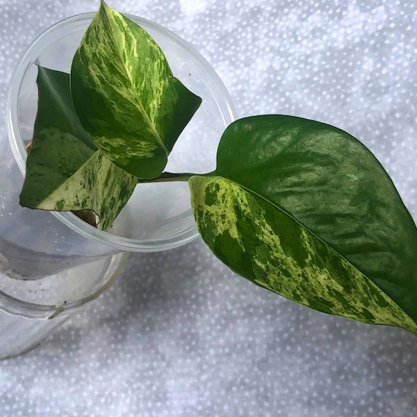 Marble Queen Pothos Epipremnum Aureum Variegated Plant Rooted Cutting Starter Houseplant Gift Box