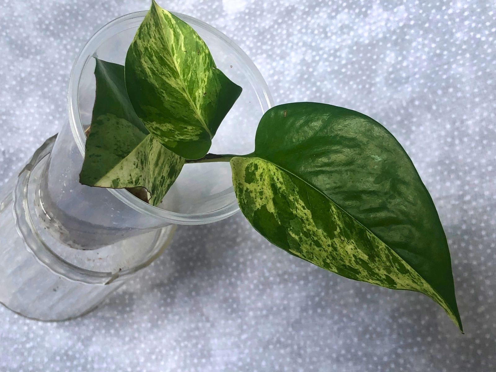 buy succulent plants 6